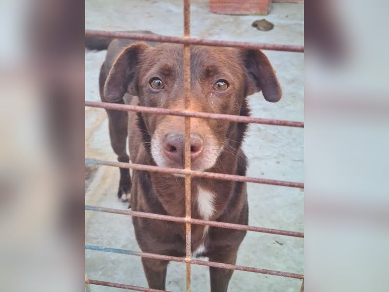 COLT- freundlicher, gut gelaunter Bub wartet sehnsüchtig auf seine liebevolle Für-immer-Familie