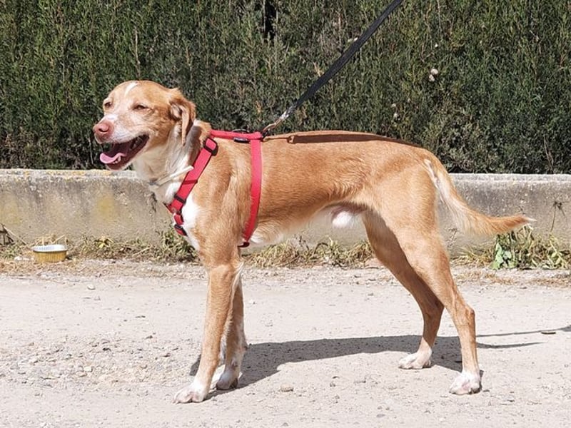 RODRI-besonderer Schatz, lieb, anhänglich wartet sehnsüchtig auf seine liebevolle Für-immer-Familie