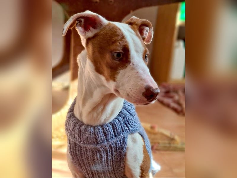 BELI-lieb, sozial, fröhlich, erobert die Herzen im Sturm, sucht ihre Für-immer-Familie