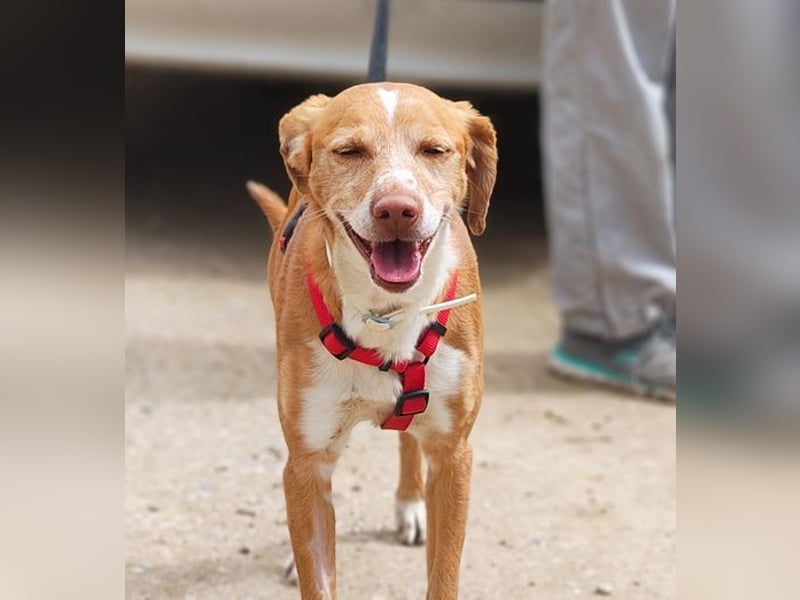 RODRI-besonderer Schatz, lieb, anhänglich wartet sehnsüchtig auf seine liebevolle Für-immer-Familie