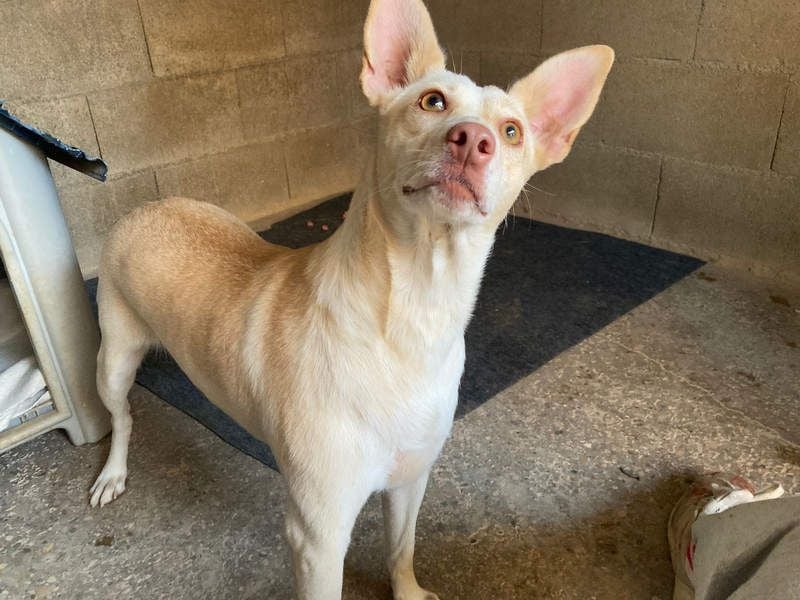 GARBI-zarte Seele möchte endlich in einem liebevollen Für-immer-Zuhause ankommen