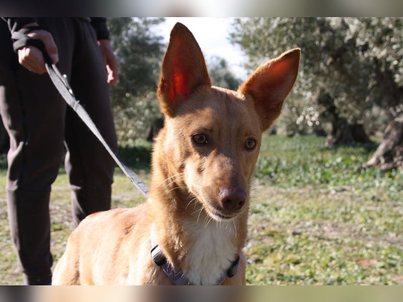 Süßer DYLAN bringt Freude ins Leben und sucht ein liebevolles Zuhause