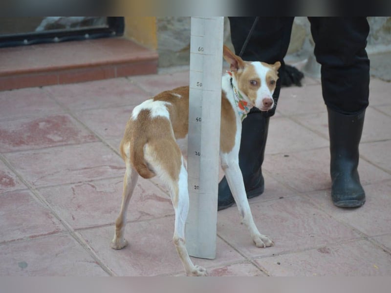 Wunderschöner PINCHO-aus der Tötung gerettet- liebenswert,zutraulich  sucht er endlich seine Familie