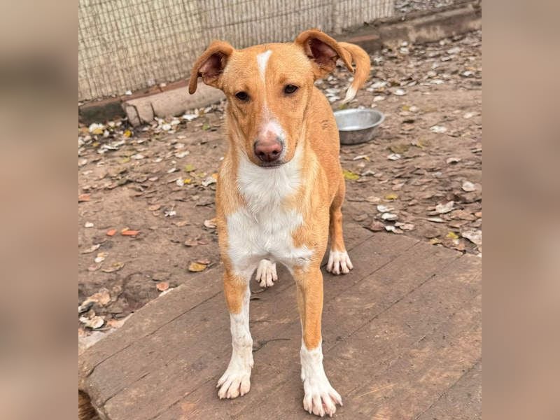 ROBE-gute-Laune-Paket wünscht sich sehnlichst ein liebevolles Zuhause!