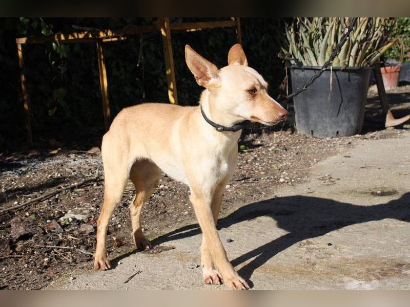 DAISY-zarte, süße Maus einfach ausgesetzt- jetzt wartet sie sehnsüchtig auf liebevolles Zuhause