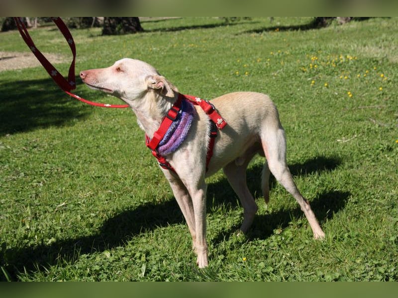 LUCAS-liebenswert, anhänglich, freundlich,  aber nach Ende der Jagdsaison einfach ausgesetzt