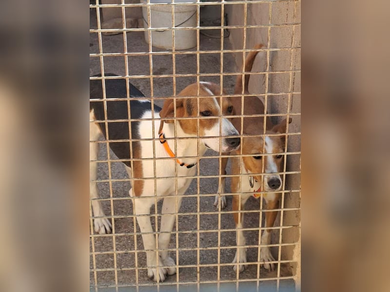 KOKA-wartet im Tierheim sehnsüchtig auf „ihre“ liebevollen Menschen Menschen,