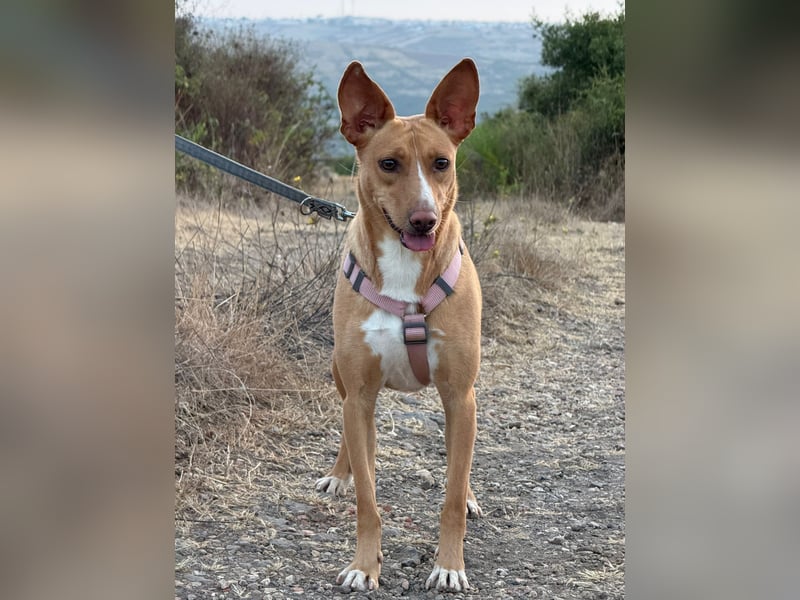 JULIETA-Seele von Hund, berührt die Herzen sucht ein Körbchen mit ihrem Seelengefährten Romeo