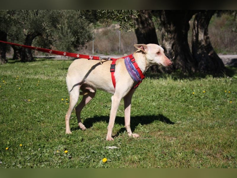 LUCAS-liebenswert, anhänglich, freundlich,  aber nach Ende der Jagdsaison einfach ausgesetzt