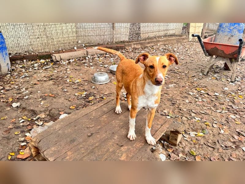ROBE-gute-Laune-Paket wünscht sich sehnlichst ein liebevolles Zuhause!
