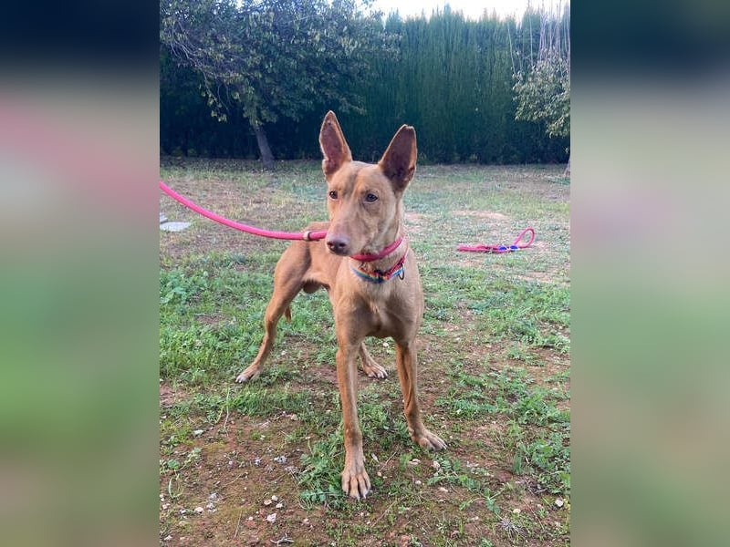 OREO-sein Wesen warm, sanft, zärtlich und voller Vertrauen. Jetzt fehlt nur sein liebevolles Zuhause