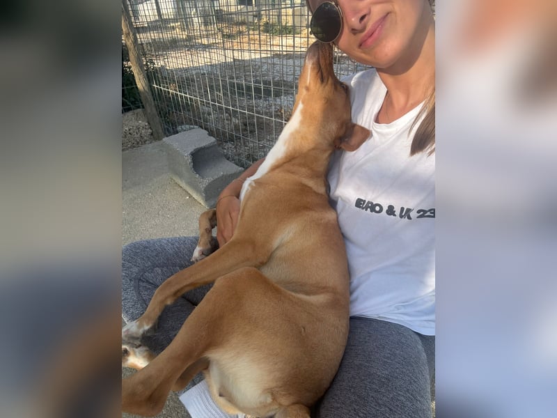 JULIETA-Seele von Hund, berührt die Herzen sucht ein Körbchen mit ihrem Seelengefährten Romeo