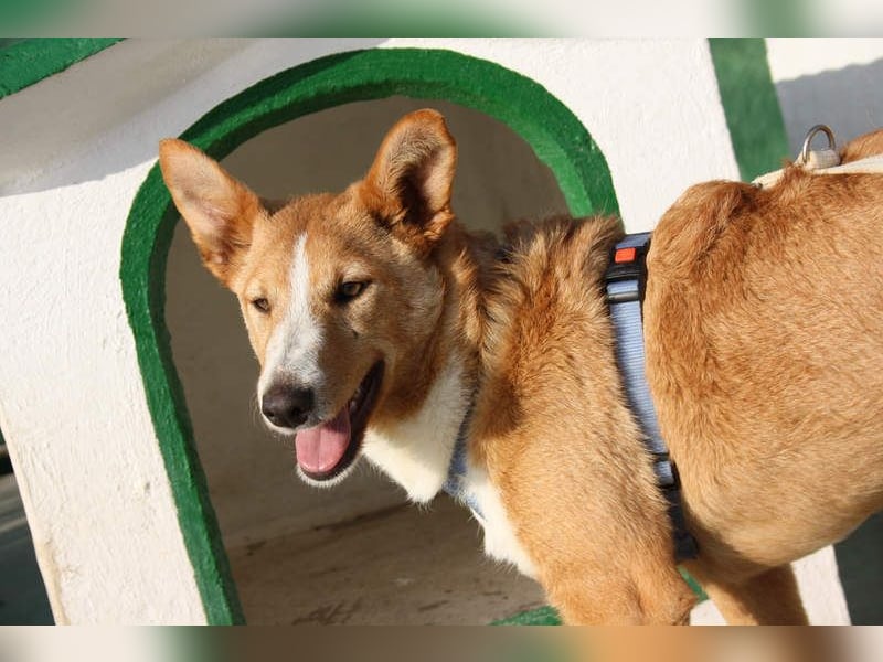 SITA-ein Blick der bleibt und ein Herz voller Lebensfreude sucht seine liebevolle Familie