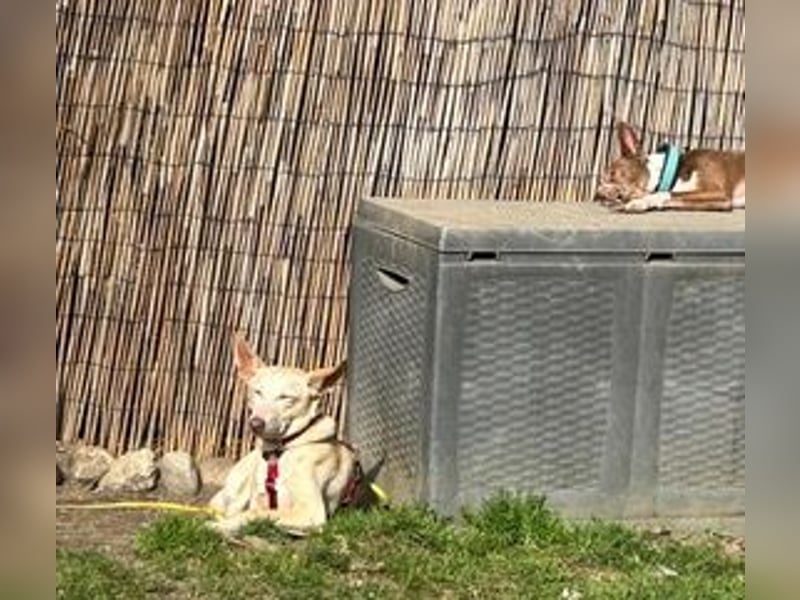 PHENIX - zarter Podenco