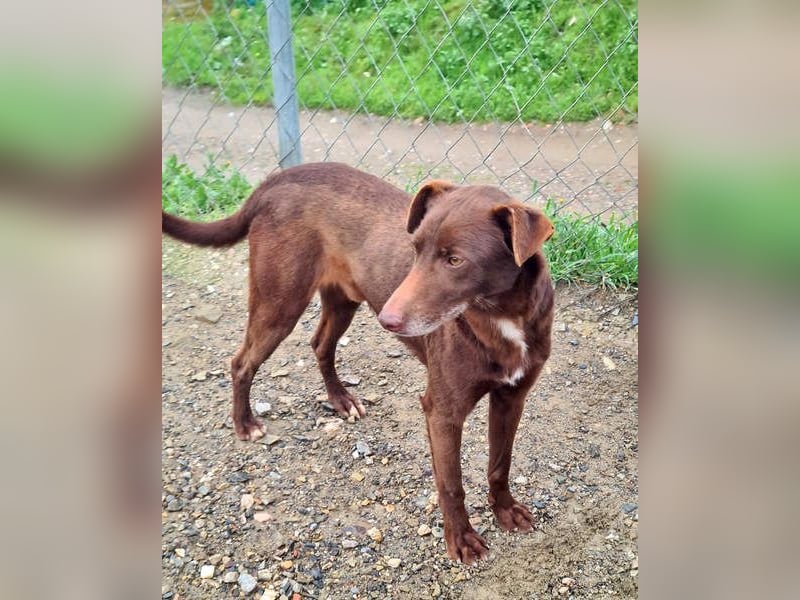 COLT- freundlicher, gut gelaunter Bub wartet sehnsüchtig auf seine liebevolle Für-immer-Familie