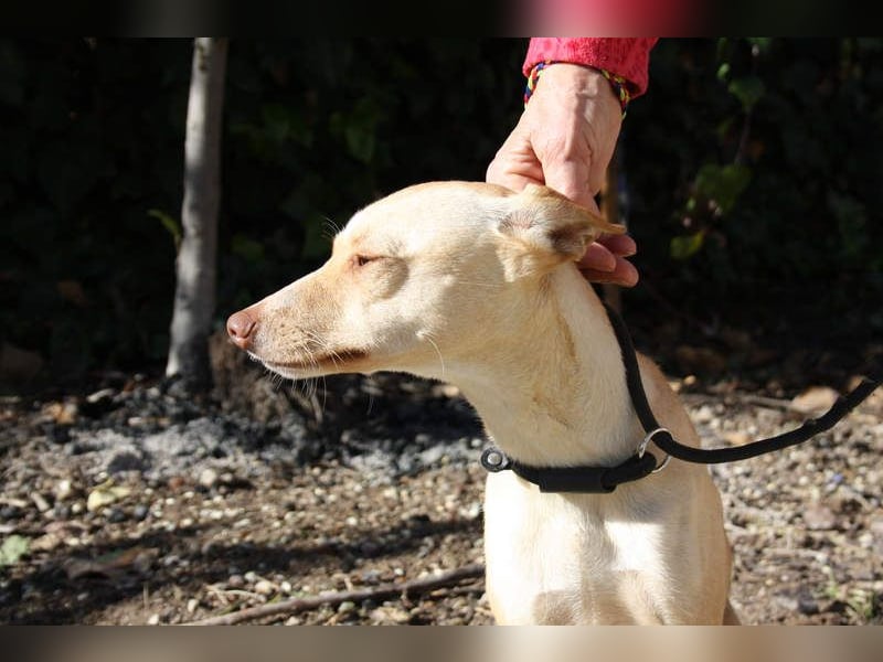 DAISY-zarte, süße Maus einfach ausgesetzt- jetzt wartet sie sehnsüchtig auf liebevolles Zuhause
