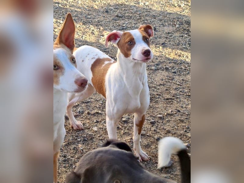 BELI-lieb, sozial, fröhlich, erobert die Herzen im Sturm, sucht ihre Für-immer-Familie
