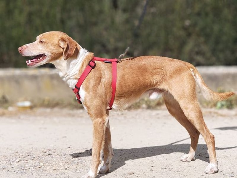RODRI-besonderer Schatz, lieb, anhänglich wartet sehnsüchtig auf seine liebevolle Für-immer-Familie