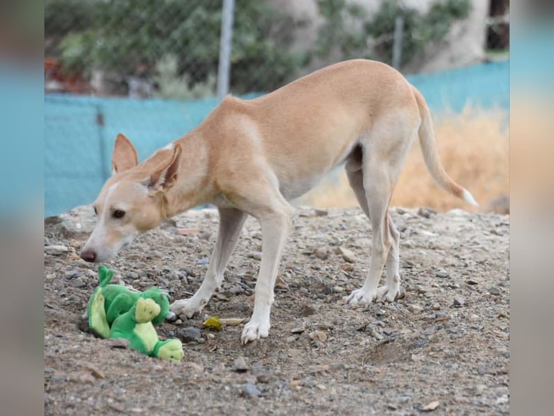 PHENIX - zarter Podenco