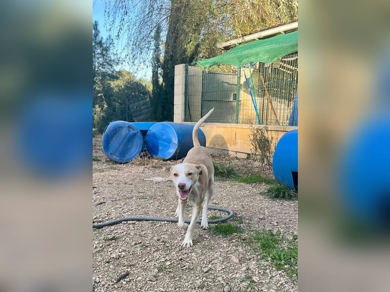 TAPI-wundervoller, junger Bub mit einem großen Herzen sucht seine liebevolle Für-immer-Familie