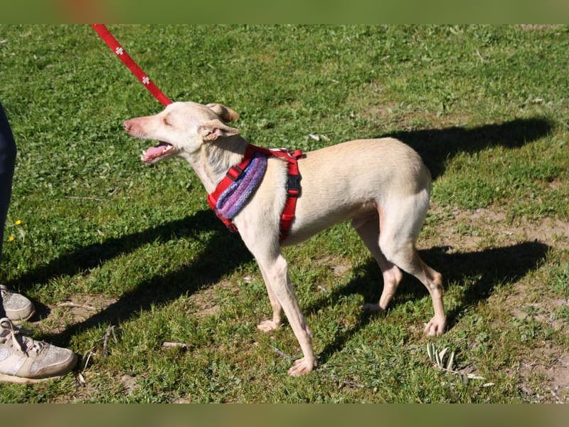 LUCAS-liebenswert, anhänglich, freundlich,  aber nach Ende der Jagdsaison einfach ausgesetzt