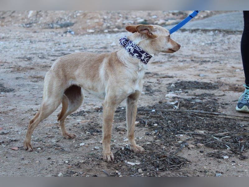 Kleine FUDGE mit riesengroßem, liebenswerten Herzen sehnt sich nach liebevollem Zuhause