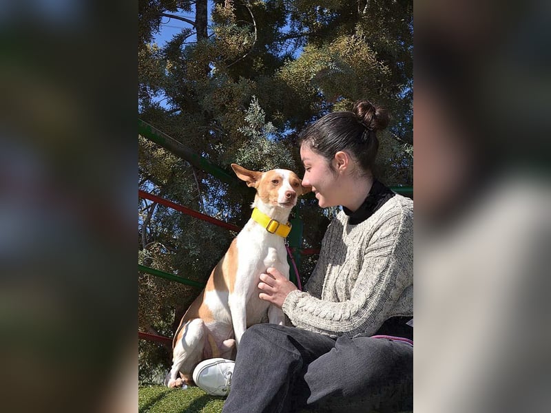 Wunderschöner PINCHO-aus der Tötung gerettet- liebenswert,zutraulich  sucht er endlich seine Familie