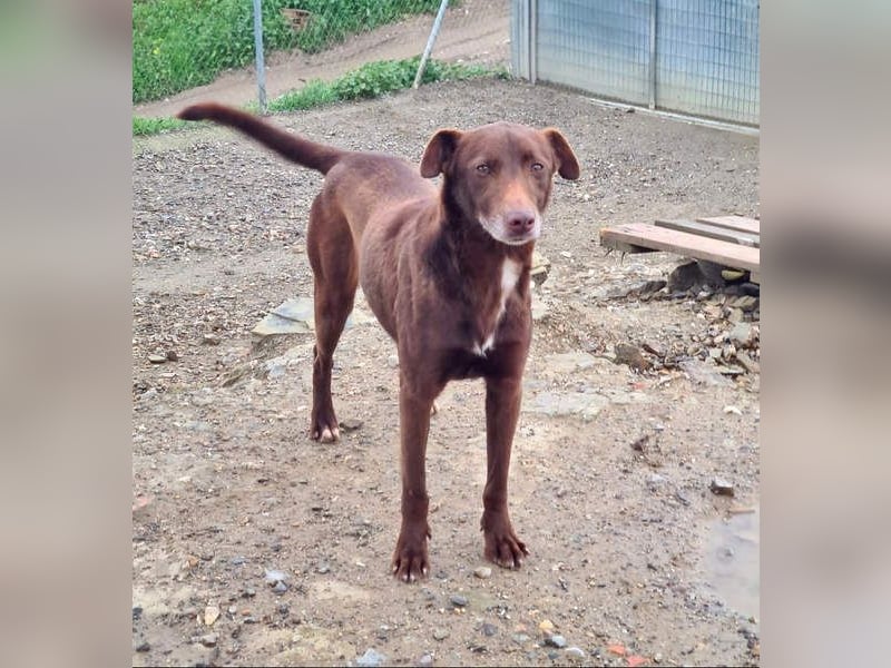 COLT- freundlicher, gut gelaunter Bub wartet sehnsüchtig auf seine liebevolle Für-immer-Familie