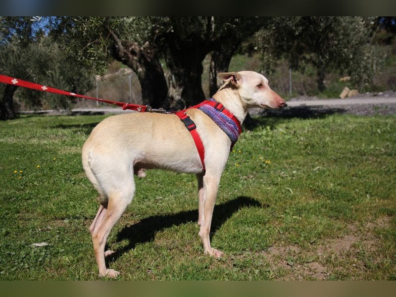 LUCAS-liebenswert, anhänglich, freundlich,  aber nach Ende der Jagdsaison einfach ausgesetzt