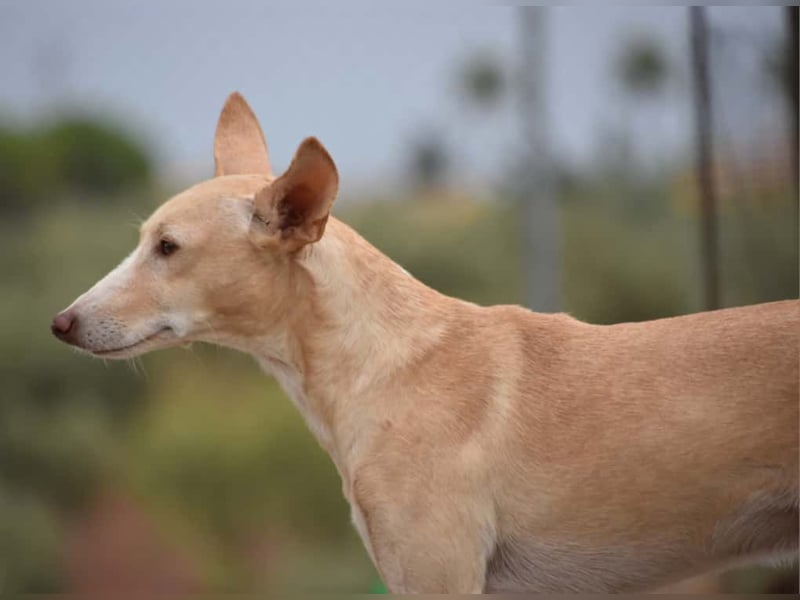 PHENIX - zarter Podenco