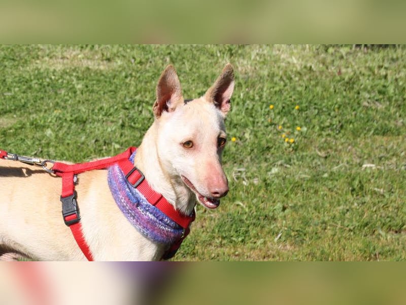 LUCAS-liebenswert, anhänglich, freundlich,  aber nach Ende der Jagdsaison einfach ausgesetzt