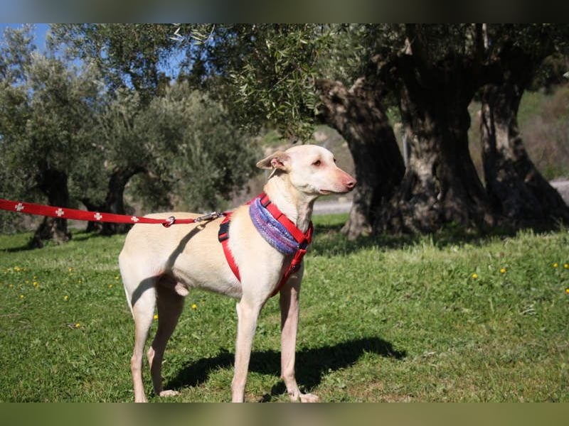 LUCAS-liebenswert, anhänglich, freundlich,  aber nach Ende der Jagdsaison einfach ausgesetzt