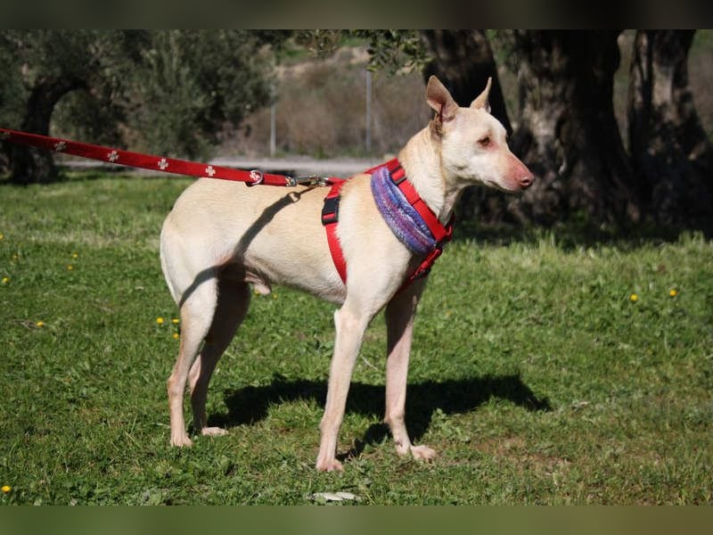 LUCAS-liebenswert, anhänglich, freundlich,  aber nach Ende der Jagdsaison einfach ausgesetzt