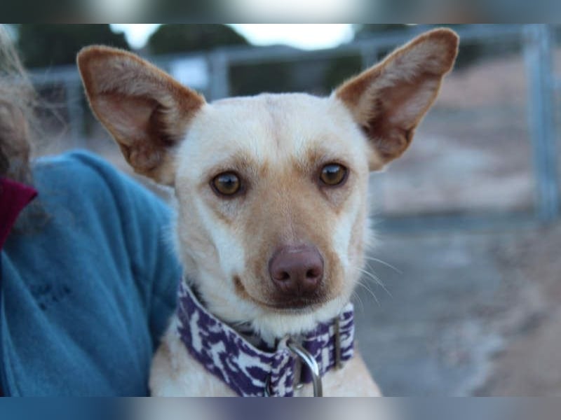 Kleine FUDGE mit riesengroßem, liebenswerten Herzen sehnt sich nach liebevollem Zuhause