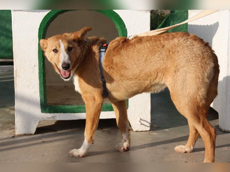 SITA-ein Blick der bleibt und ein Herz voller Lebensfreude sucht seine liebevolle Familie