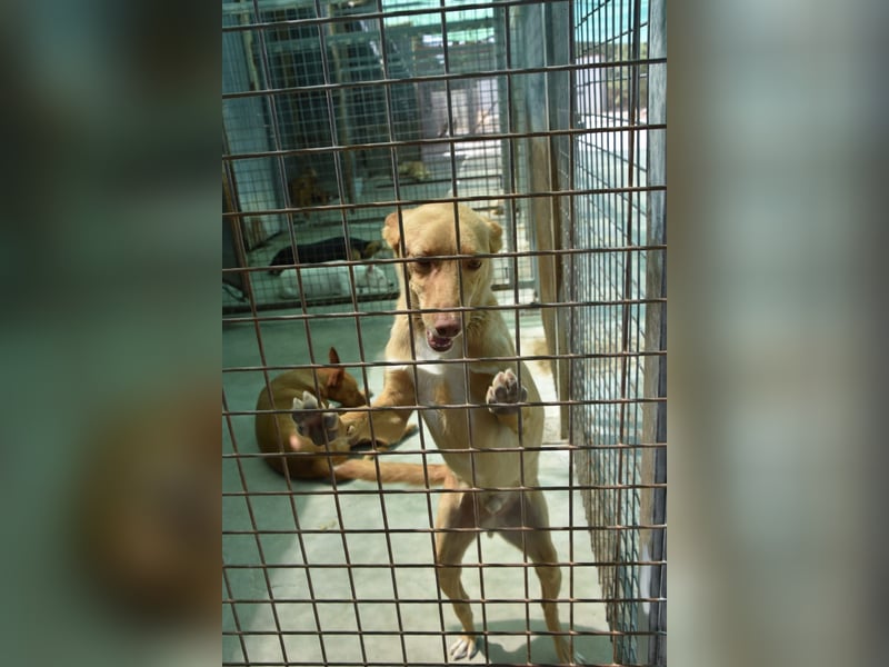 Süßer DYLAN bringt Freude ins Leben und sucht ein liebevolles Zuhause