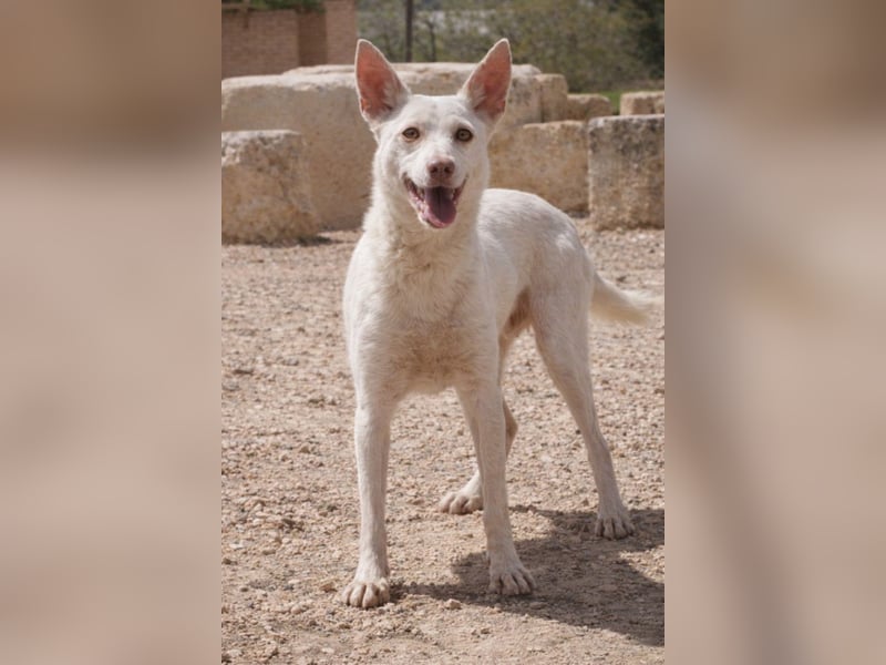 Sanfte NALA-wartet sehnsüchtig auf liebesvolles Für-immer-Zuhause