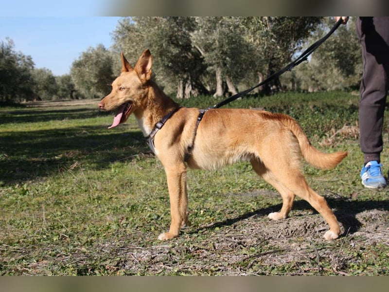 Süßer DYLAN bringt Freude ins Leben und sucht ein liebevolles Zuhause