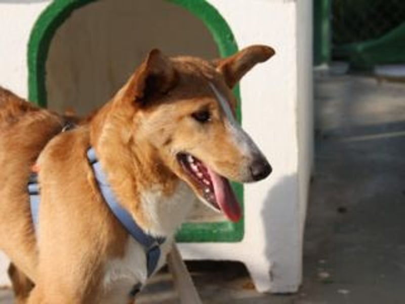 SITA-ein Blick der bleibt und ein Herz voller Lebensfreude sucht seine liebevolle Familie