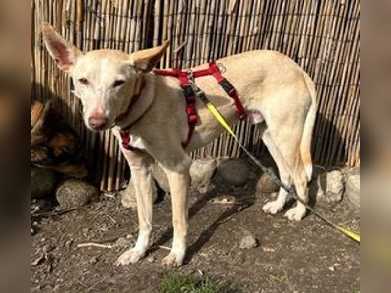 PHENIX - zarter Podenco