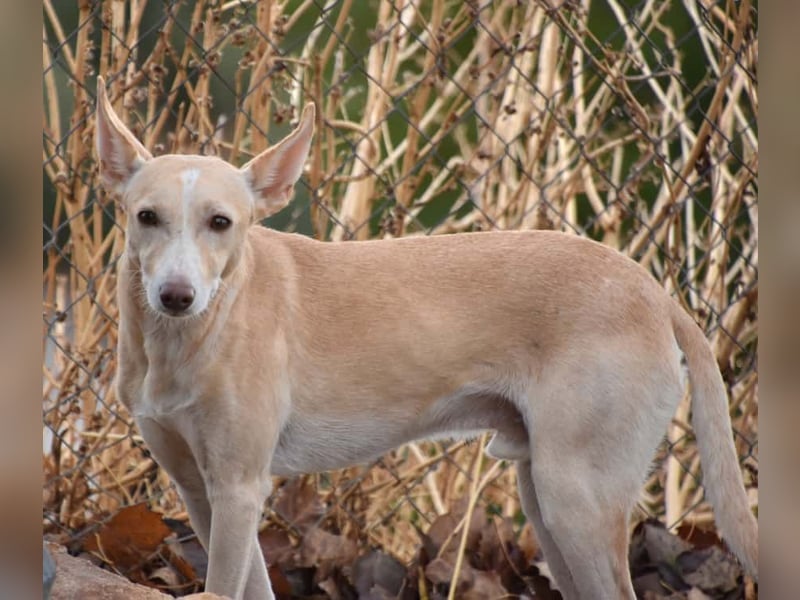 PHENIX - zarter Podenco