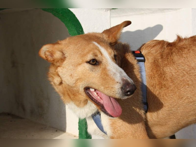 SITA-ein Blick der bleibt und ein Herz voller Lebensfreude sucht seine liebevolle Familie