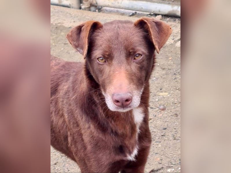 COLT- freundlicher, gut gelaunter Bub wartet sehnsüchtig auf seine liebevolle Für-immer-Familie