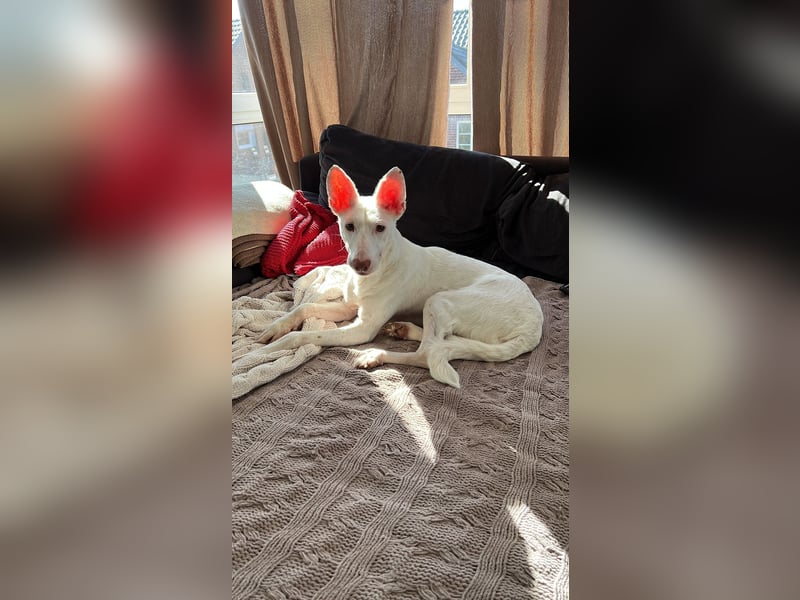 Susona – wartet in 47918 Tönisvorst auf dich