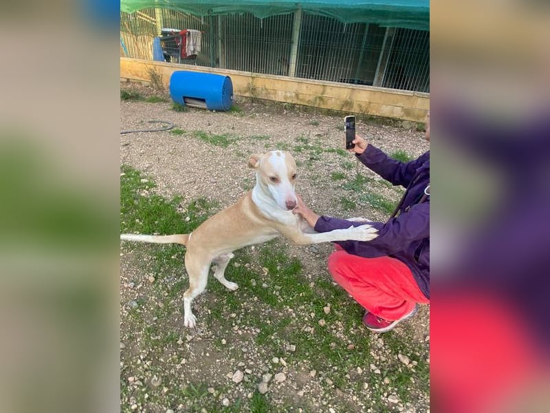 TAPI-wundervoller, junger Bub mit einem großen Herzen sucht seine liebevolle Für-immer-Familie