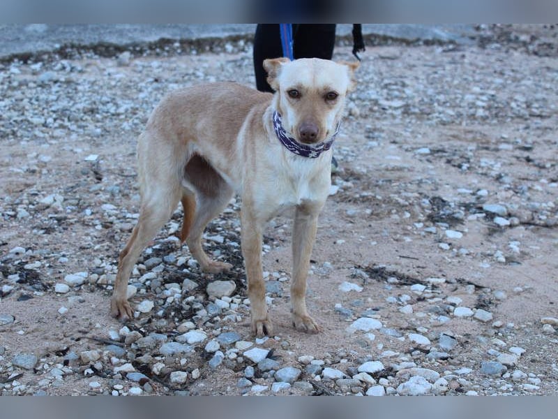 Kleine FUDGE mit riesengroßem, liebenswerten Herzen sehnt sich nach liebevollem Zuhause