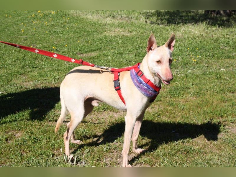 LUCAS-liebenswert, anhänglich, freundlich,  aber nach Ende der Jagdsaison einfach ausgesetzt