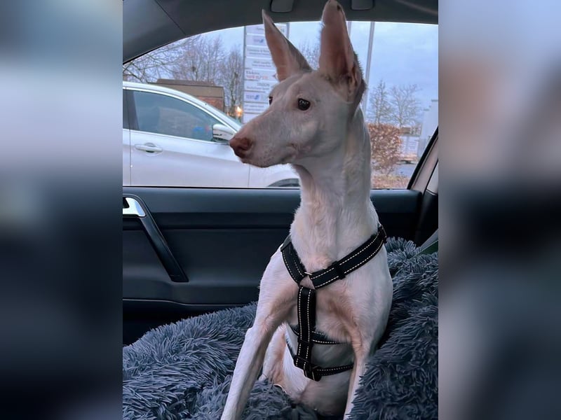 Susona – wartet in 47918 Tönisvorst auf dich