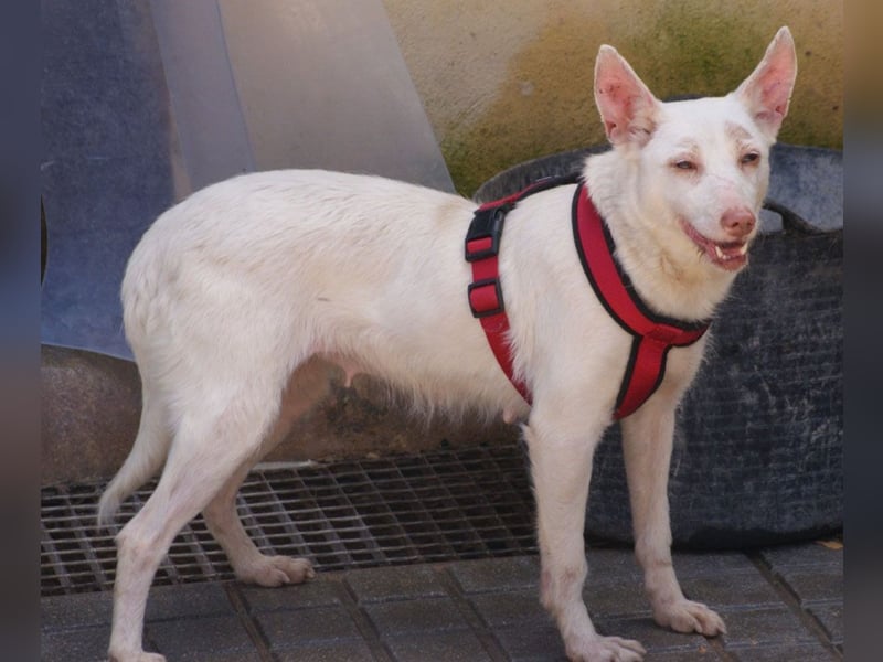 Sanfte NALA-wartet sehnsüchtig auf liebesvolles Für-immer-Zuhause