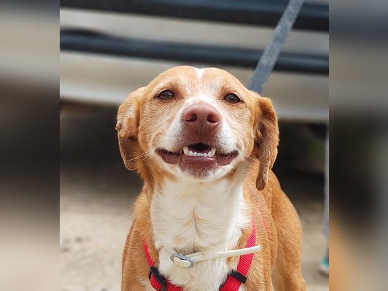 RODRI-besonderer Schatz, lieb, anhänglich wartet sehnsüchtig auf seine liebevolle Für-immer-Familie